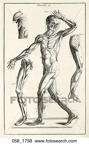 Antique Anatomical Illustration (copper engraving) showing male figure with musculature delineated., Disdier, 1758 View Large Illustration Stock Illustration - Antique Anatomical Illustration (copper engraving) showing male figure with musculature delineated., Disdier, 1758. Fotosearch