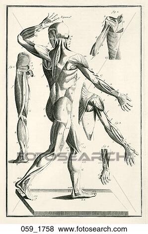Stock Illustration - Antique Anatomical Illustration (copper engraving) of a male figure with musculature delineated (back/side view)., Disdier, 1758. Fotosearch