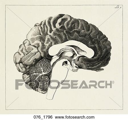 Stock Illustration - Antique Anatomical Illustration (copper engraving) of cross section view showing structures of the brain., Soemmerring, 1796. Fotosearch