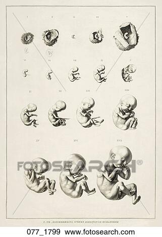 Antique Anatomical Illustration (copper engraving) of embryonic development., Soemmerring, 1799 View Large Illustration Stock Illustration - Antique Anatomical Illustration (copper engraving) of embryonic development., Soemmerring, 1799. Fotosearch