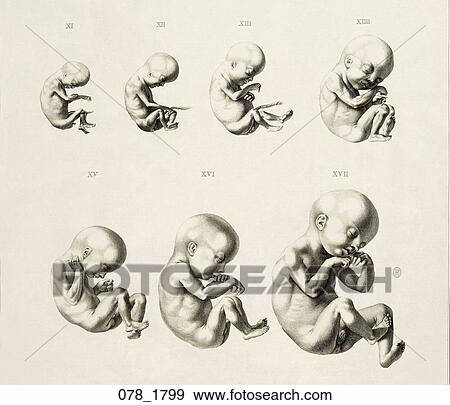 Antique Anatomical Illustration (copper engraving) showing detail of embryonic development chart., Soemmerring, 1799 View Large Illustration Stock Illustration - Antique Anatomical Illustration (copper engraving) showing detail of embryonic development chart., Soemmerring, 1799. Fotosearch