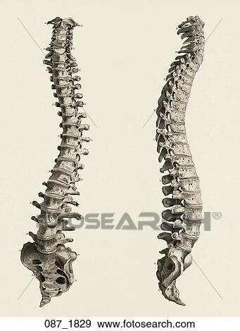 Antique Anatomical Illustration (copper engraving) of vertebral column, shown in two views., Jean Joseph Sue, 1829 View Large Illustration Stock Illustration - Antique Anatomical Illustration (copper engraving) of vertebral column, shown in two views., Jean Joseph Sue, 1829. Fotosearch