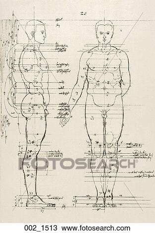 Antique Anatomical Illustration (drawing) showing two views of male figure with proportions indicated., Dürer, 1513 View Large Illustration Drawing - Antique Anatomical Illustration (drawing) showing two views of male figure with proportions indicated., Dürer, 1513. Fotosearch
