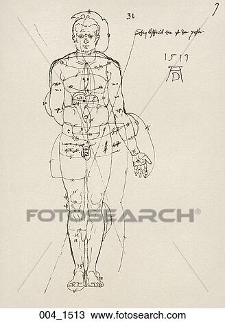 Antique Anatomical Illustration (drawing) showing a male figure with notations on measurements. Dürer., 1513 View Large Illustration Drawing - Antique Anatomical Illustration (drawing) showing a male figure with notations on measurements. Dürer., 1513. Fotosearch