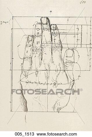 Antique Anatomical Illustration (drawing) showing a study of the top view of left hand with proportion lines., Dürer, 1513 View Large Illustration Drawing - Antique Anatomical Illustration (drawing) showing a study of the top view of left hand with proportion lines., Dürer, 1513. Fotosearch