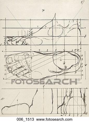 Antique Anatomical Illustration (drawing) showing a study of the left foot in three views with proportion segments., Dürer, 1513 View Large Illustration Drawing - Antique Anatomical Illustration (drawing) showing a study of the left foot in three views with proportion segments., Dürer, 1513. Fotosearch