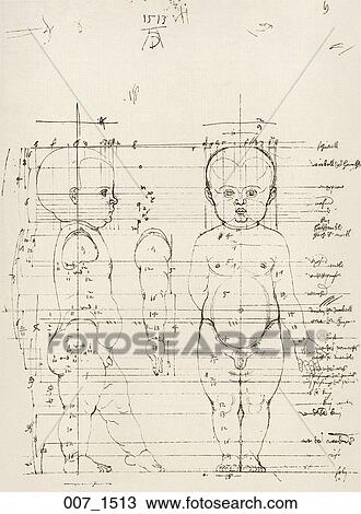 Antique Anatomical Illustration (drawing) showing two views of an infant figure with proportions and measurements., Dürer, 1513 View Large Illustration Drawing - Antique Anatomical Illustration (drawing) showing two views of an infant figure with proportions and measurements., Dürer, 1513. Fotosearch