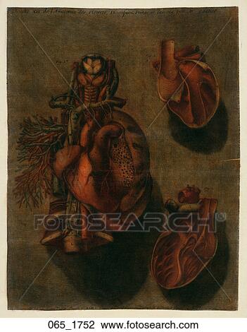 Antique Anatomical Illustration (four color mezzotint with hand painting) of the external heart showing coronary vessels and small cross section views showing internal chambers., D'Agoty, 1752 View Large Illustration Drawing - Antique Anatomical Illustration (four color mezzotint with hand painting) of the external heart showing coronary vessels and small cross section views showing internal chambers., D'Agoty, 1752. Fotosearch