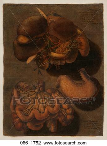 Antique Anatomical Illustration (four color mezzotint with hand painting) showing the organs of digestion (liver, gall bladder, stomach and intestines)., D'Agoty, 1752 View Large Illustration Drawing - Antique Anatomical Illustration (four color mezzotint with hand painting) showing the organs of digestion (liver, gall bladder, stomach and intestines)., D'Agoty, 1752. Fotosearch