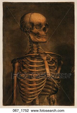 Antique Anatomical Illustration (four color mezzotint with hand painting) showing head and torso of skeleton with nerves., D'Agoty, 1752 View Large Illustration Drawing - Antique Anatomical Illustration (four color mezzotint with hand painting) showing head and torso of skeleton with nerves., D'Agoty, 1752. Fotosearch