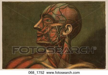 Drawing - Antique Anatomical Illustration (four color mezzotint with hand painting) showing head of male with muscles, vessels and nerves., D'Agoty, 1752. Fotosearch