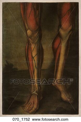 Antique Anatomical Illustration (four color mezzotint and etching, with hand painting in gouache) of male legs showing muscles, vessels, nerves and tendons., D'Agoty, 1752 View Large Illustration Drawing - Antique Anatomical Illustration (four color mezzotint and etching, with hand painting in gouache) of male legs showing muscles, vessels, nerves and tendons., D'Agoty, 1752. Fotosearch