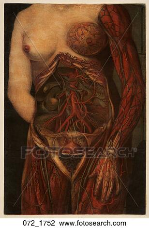 Drawing - Antique Anatomical Illustration (four color mezzotint with hand painting) showing mid section of female with reproductive organs, muscles, vessels, nerves and tendons of the hand., D'Agoty, 1752. Fotosearch