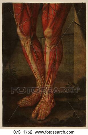 Drawing - Antique Anatomical Illustration (four color mezzotint with hand painting) of female legs showing muscles, vessels and tendons., D'Agoty, 1752. Fotosearch