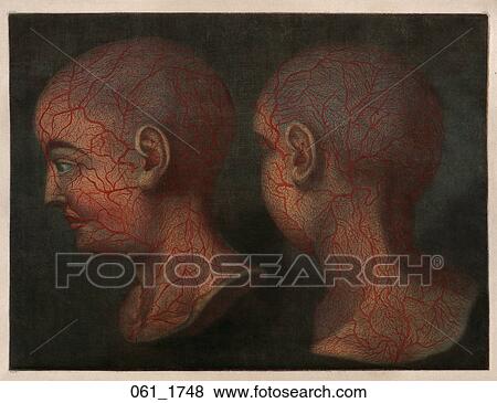 Stock Illustration - Antique Anatomical Illustration (four color mezzotint with hand painting) of two heads showing superficial blood vessels., D'Agoty, 1748. Fotosearch