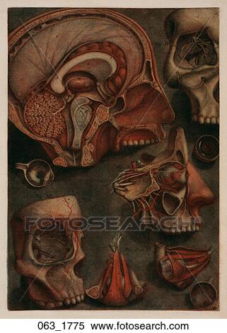 Stock Illustration - Antique Anatomical Illustration (four color mezzotint with hand painting) of a cross section view of the head showing structures of the brain, D'Agoty, 1775. Fotosearch