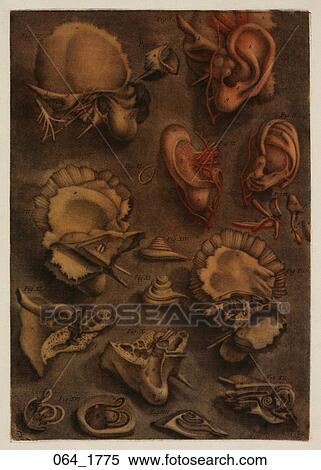 Stock Illustration - Antique Anatomical Illustration (four color mezzotint and etching, with hand coloring in gouache) showing inner and outer structures of the ear., D'Agoty, 1775. Fotosearch