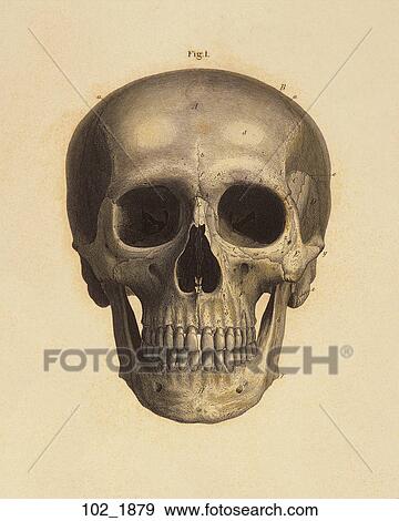 Stock Illustration - Antique Anatomical Illustration (hand colored engraving) of frontal view of the skull., C. E. Bock, 1879. Fotosearch