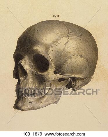 Antique Anatomical Illustration (hand colored engraving) of lateral view of the skull., C. E. Bock, 1879 View Large Illustration Stock Illustration - Antique Anatomical Illustration (hand colored engraving) of lateral view of the skull., C. E. Bock, 1879. Fotosearch