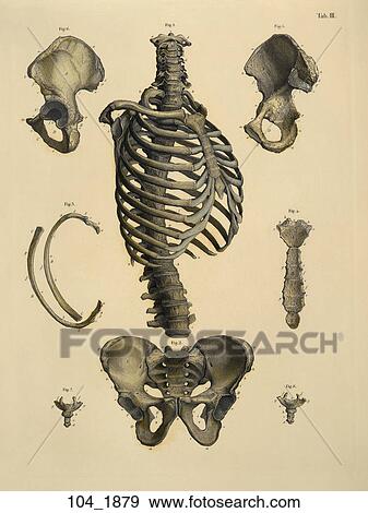 Antique Anatomical Illustration (hand colored engraving) showing bones of the trunk including vertebrae, pelvis and ribs., C. E. Bock, 1879 View Large Illustration Stock Illustration - Antique Anatomical Illustration (hand colored engraving) showing bones of the trunk including vertebrae, pelvis and ribs., C. E. Bock, 1879. Fotosearch