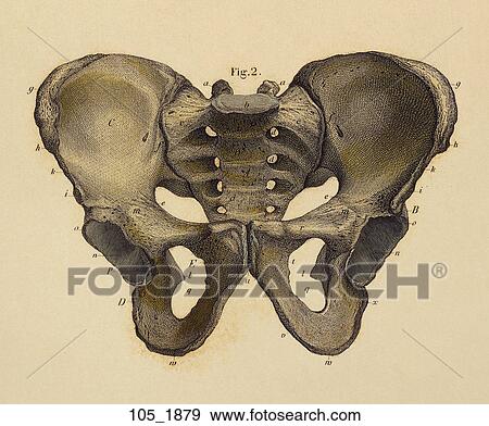 Stock Illustration - Antique Anatomical Illustration (hand colored engraving) of the pelvis., C. E. Bock, 1879. Fotosearch