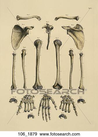 Antique Anatomical Illustration (hand colored engraving) of bones of the upper extremities., C. E. Bock, 1879 View Large Illustration Stock Illustration - Antique Anatomical Illustration (hand colored engraving) of bones of the upper extremities., C. E. Bock, 1879. Fotosearch
