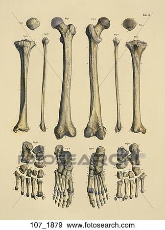 Stock Illustration - Antique Anatomical Illustration (hand colored engraving) of bones of the lower extremities., C. E. Bock, 1879. Fotosearch
