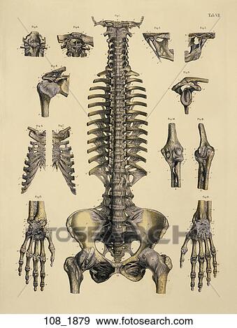 Antique Anatomical Illustration (hand colored engraving) of ligaments of the head, trunk and upper extremities., C. E. Bock, 1879 View Large Illustration Stock Illustration - Antique Anatomical Illustration (hand colored engraving) of ligaments of the head, trunk and upper extremities., C. E. Bock, 1879. Fotosearch