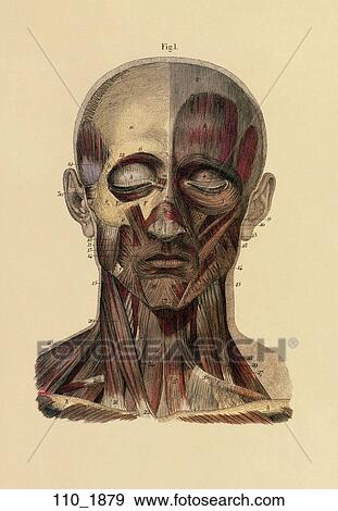 Antique Anatomical Illustration (hand colored engraving) of Muscles of the Face., C. E. Bock, 1879 View Large Illustration Stock Illustration - Antique Anatomical Illustration (hand colored engraving) of Muscles of the Face., C. E. Bock, 1879. Fotosearch