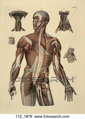 Antique Anatomical Illustration (hand colored engraving) of Muscles of the Trunk, Neck and Arms (posterior view)., C. E. Bock, 1879 View Large Illustration Stock Illustration - Antique Anatomical Illustration (hand colored engraving) of Muscles of the Trunk, Neck and Arms (posterior view)., C. E. Bock, 1879. Fotosearch