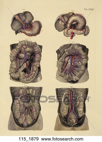 Stock Illustration - Antique Anatomical Illustration (hand colored engraving) of principal organs of digestion, with deeper blood vessels of abdominal viscera., C. E. Bock, 1879. Fotosearch