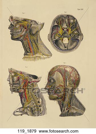 Antique Anatomical Illustration (hand colored engraving) of Nerves of the Head and Neck., C. E. Bock, 1879 View Large Illustration Stock Illustration - Antique Anatomical Illustration (hand colored engraving) of Nerves of the Head and Neck., C. E. Bock, 1879. Fotosearch