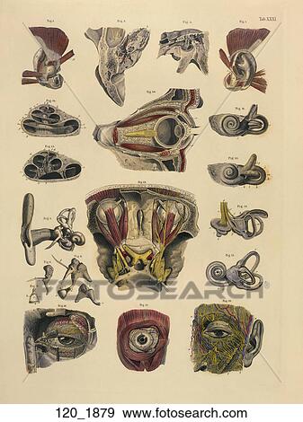 Stock Illustration - Antique Anatomical Illustration (hand colored engraving) showing the Ear: external and internal views, the Eye: orbit and lachrymal apparatus., C. E. Bock, 1879. Fotosearch