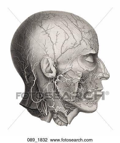 Drawing - Antique Anatomical Illustration (steel engraving) of the major cranial nerves and blood vessels of the head., Swan, 1832. Fotosearch