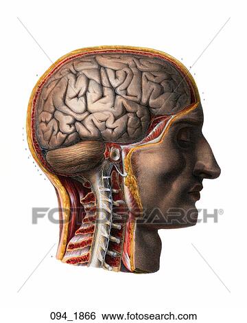 Antique Anatomical Illustration (hand-colored lithograph) of cross section showing orientation of the major components of the brain., Guérin, 1866 View Large Illustration Stock Illustration - Antique Anatomical Illustration (hand-colored lithograph) of cross section showing orientation of the major components of the brain., Guérin, 1866. Fotosearch