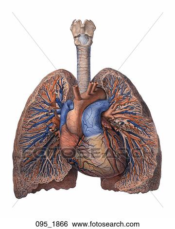 Antique Anatomical Illustration (hand-colored lithograph) of cross section showing the Heart, Lungs and Trachea., Guérin, 1866 View Large Illustration Stock Illustration - Antique Anatomical Illustration (hand-colored lithograph) of cross section showing the Heart, Lungs and Trachea., Guérin, 1866. Fotosearch