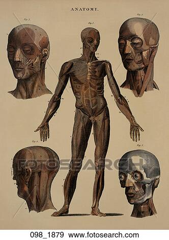 Antique Anatomical Illustration (hand-colored wood engraving) showing frontal view of muscles and partial skeletal articulation of the body and head (drawn after Albinus)., 1879 View Large Illustration Stock Illustration - Antique Anatomical Illustration (hand-colored wood engraving) showing frontal view of muscles and partial skeletal articulation of the body and head (drawn after Albinus)., 1879. Fotosearch
