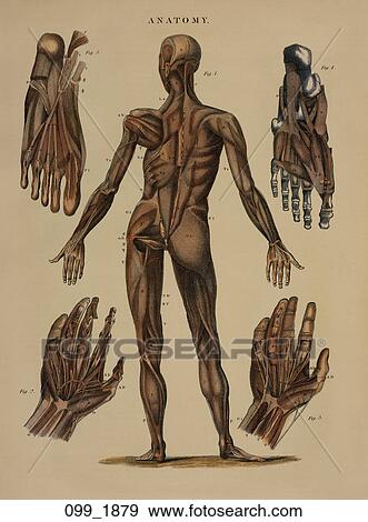 Stock Illustration - Antique Anatomical Illustration (hand-colored wood engraving) showing posterior view of muscles and partial skeletal articulation of the body, hands and feet (figure drawn after Albinus)., 1879. Fotosearch