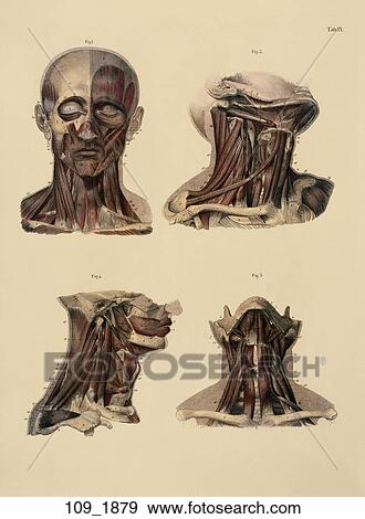 Antique Anatomical Illustration (hand-colored engraving) of Muscles of the Head and Neck., C. E. Bock, 1879 View Large Illustration Stock Illustration - Antique Anatomical Illustration (hand-colored engraving) of Muscles of the Head and Neck., C. E. Bock, 1879. Fotosearch