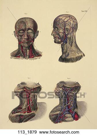 Antique Anatomical Illustration (hand-colored engraving) showing Blood Vessels of the Head and Neck., C. E. Bock, 1879 View Large Illustration Stock Illustration - Antique Anatomical Illustration (hand-colored engraving) showing Blood Vessels of the Head and Neck., C. E. Bock, 1879. Fotosearch
