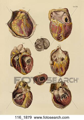 Antique Anatomical Illustration (hand-colored engraving) of the heart View Large Illustration Stock Illustration - Antique Anatomical Illustration (hand-colored engraving) of the heart. Fotosearch