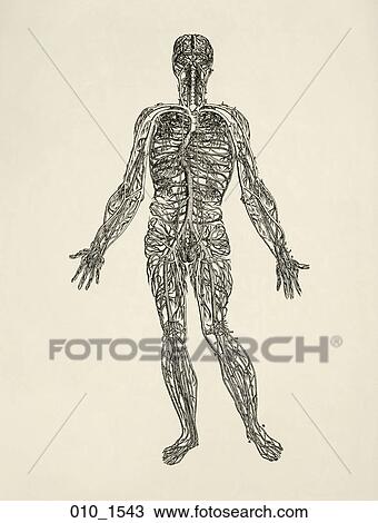 Antique Anatomical Illustration (wood engraving) showing the body's veins. Vesalius., 1543 View Large Illustration Drawing - Antique Anatomical Illustration (wood engraving) showing the body's veins. Vesalius., 1543. Fotosearch