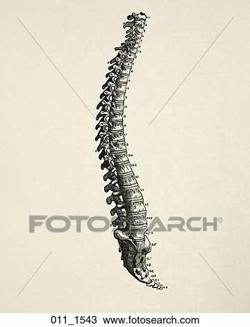Drawing - Antique Anatomical Illustration (wood engraving) showing the vertebral column., Vesalius, 1543. Fotosearch