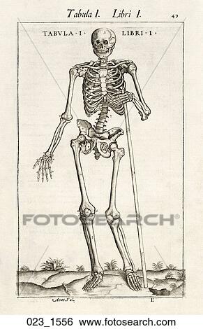 Antique Anatomical Illustration (wood engraving) of a skeletal figure., Valverde, 1556 View Large Illustration Stock Illustration - Antique Anatomical Illustration (wood engraving) of a skeletal figure., Valverde, 1556. Fotosearch