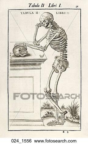 Antique Anatomical Illustration (wood engraving) of a skeletal figure., Valverde, 1556 View Large Illustration Stock Illustration - Antique Anatomical Illustration (wood engraving) of a skeletal figure., Valverde, 1556. Fotosearch