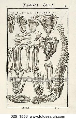 Antique Anatomical Illustration (wood engraving) of the major bones of the body., Valverde, 1556 View Large Illustration Stock Illustration - Antique Anatomical Illustration (wood engraving) of the major bones of the body., Valverde, 1556. Fotosearch