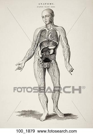 Stock Illustration - Antique Anatomical Illustration (wood engraving) of figure showing lymphatic and vascular systems., 1879. Fotosearch