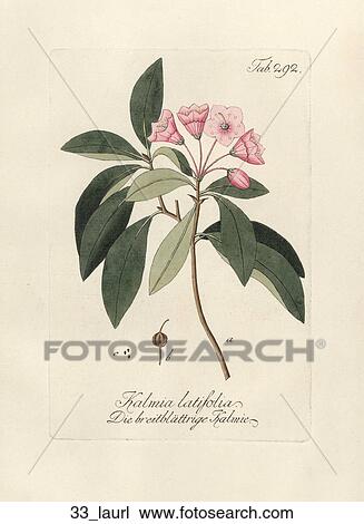 古董 植物 插圖 的 山 月桂樹 Hand Colored 銅 Engraving 1792 1804 繪圖 33 Laurl Fotosearch