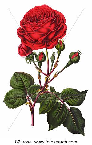 骨董品 花 イラスト の A アルバート王子 バラ Chromolithograph 1857 クリップアート 87 Rose Fotosearch