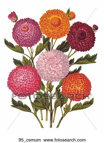 骨董品 花 イラスト の A 花束 の 菊 Chromolithograph C １８７０ イラスト 95 Csmum Fotosearch